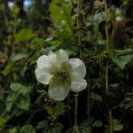 Rubus nepalensis Pokrój