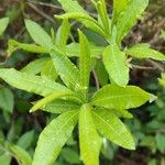 Rhododendron luteum Blatt