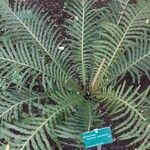 Blechnum brasiliense Liść