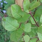 Cobaea scandens Outro