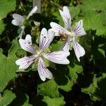 Geranium renardii Flower