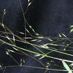Calamagrostis filiformis Habit