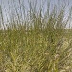 Leptadenia pyrotechnica Hábito