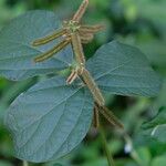 Calopogonium mucunoides Gyümölcs