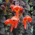 Columnea microcalyx Hábito