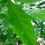 Guarea glabra Yaprak