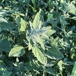 Chenopodium ficifolium Leaf