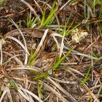 Carex caryophyllea Φύλλο