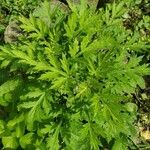 Artemisia princeps Листок