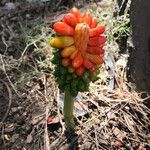 Arum pictumFruit