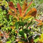 Pappea capensis Leaf