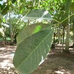 Hevea brasiliensis Sonstige