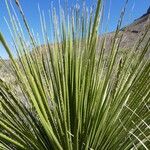 Dasylirion leiophyllum Yaprak