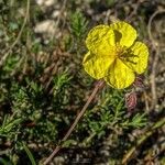 Helianthemum jonium Kvet