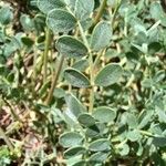 Astragalus vesicarius Blad