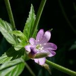 Epilobium alpestre Deilen