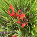 Crocosmia paniculata Flower