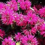 Monarda didyma Flower