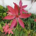 Hesperantha coccineaFloare