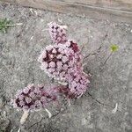 Petasites hybridus Çiçek