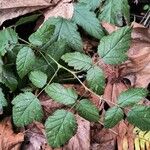 Rubus ursinus Leaf