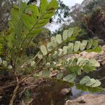 Dalbergia afzeliana Hoja