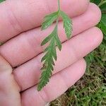 Torilis arvensis Leaf