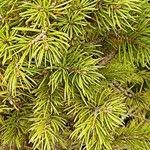 Picea laxa Folha