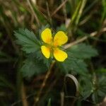 Potentilla erecta Other