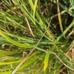 Carex paniculataLeaf