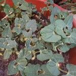 Phaseolus vulgaris List