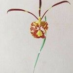 Psychopsis krameriana Flower