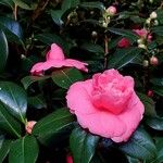 Camellia japonica Цвят