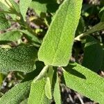 Phlomis purpurea Листок