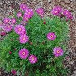 Argyranthemum frutescens Staniste