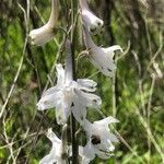 Delphinium carolinianum പുഷ്പം