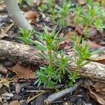 Tagetes filifolia Blatt