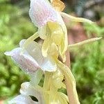 Epipogium aphyllum Fula