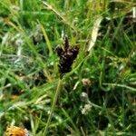 Carex atrata Квітка