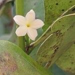 Mascarenhasia arborescens Flor