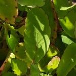 Kalanchoe pinnata Blatt