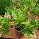 Illicium floridanum Costuma