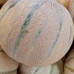 Cucumis melo Φρούτο