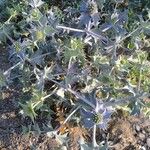 Eryngium maritimumLeaf