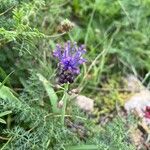 Muscari matritense Fiore