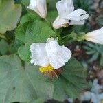 Sparrmannia africana 花