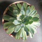 Aeonium castello-paivae Blad