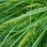 Carex vulpinoidea Fruit