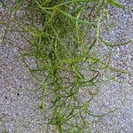 Tillandsia usneoides List