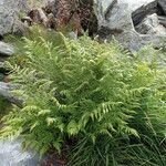 Athyrium distentifolium Habitus